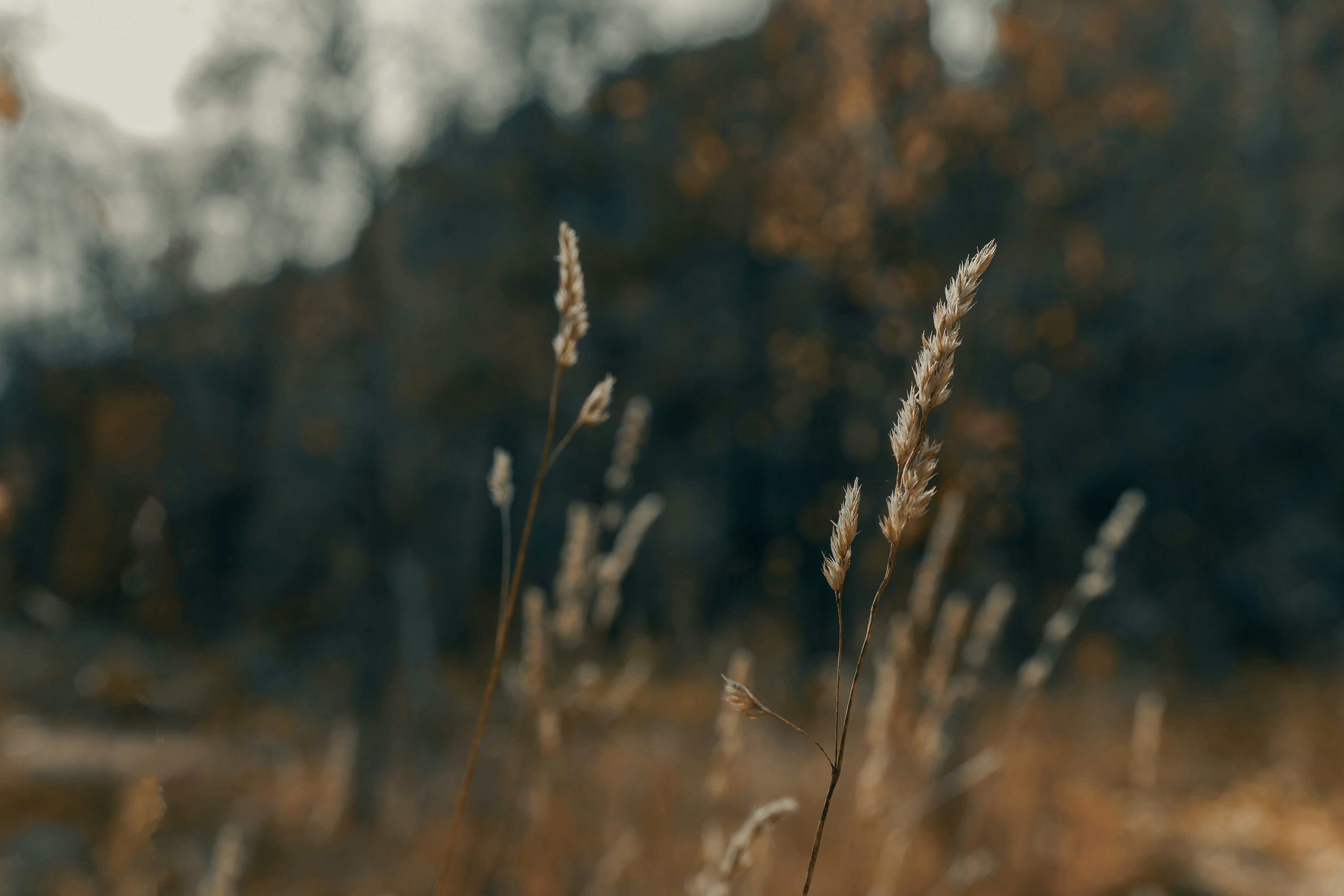 brown wheat in tilt shift lens